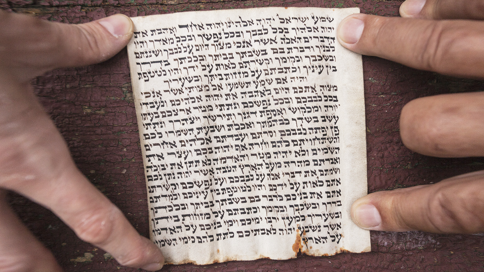 Hands hold a mezuzah scroll inscribed with Deuteronomy verses, an important mezuzah trace symbol placed on Jewish doorframes